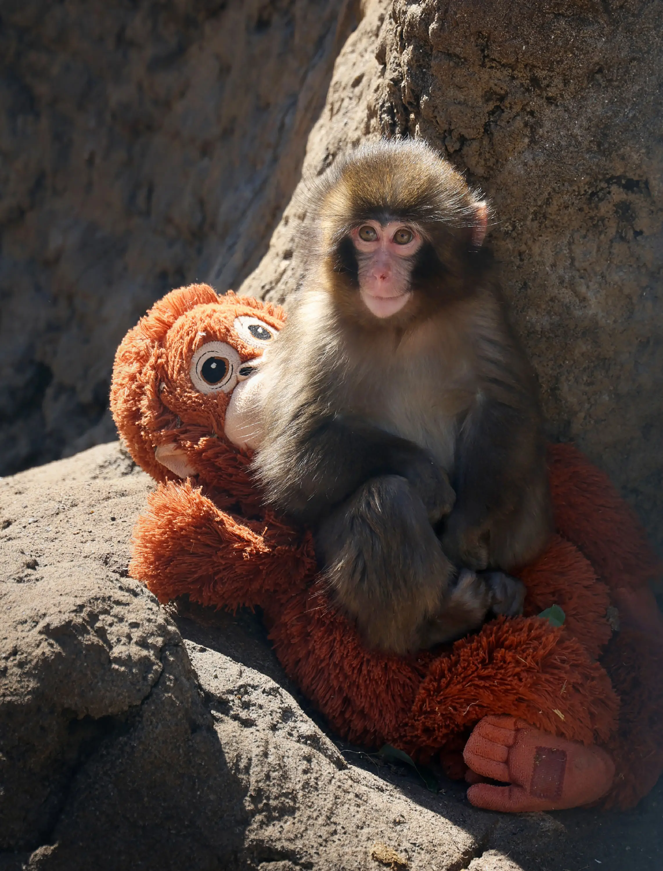 Punch the baby monkey has become a viral sensation (STR/Getty Images)