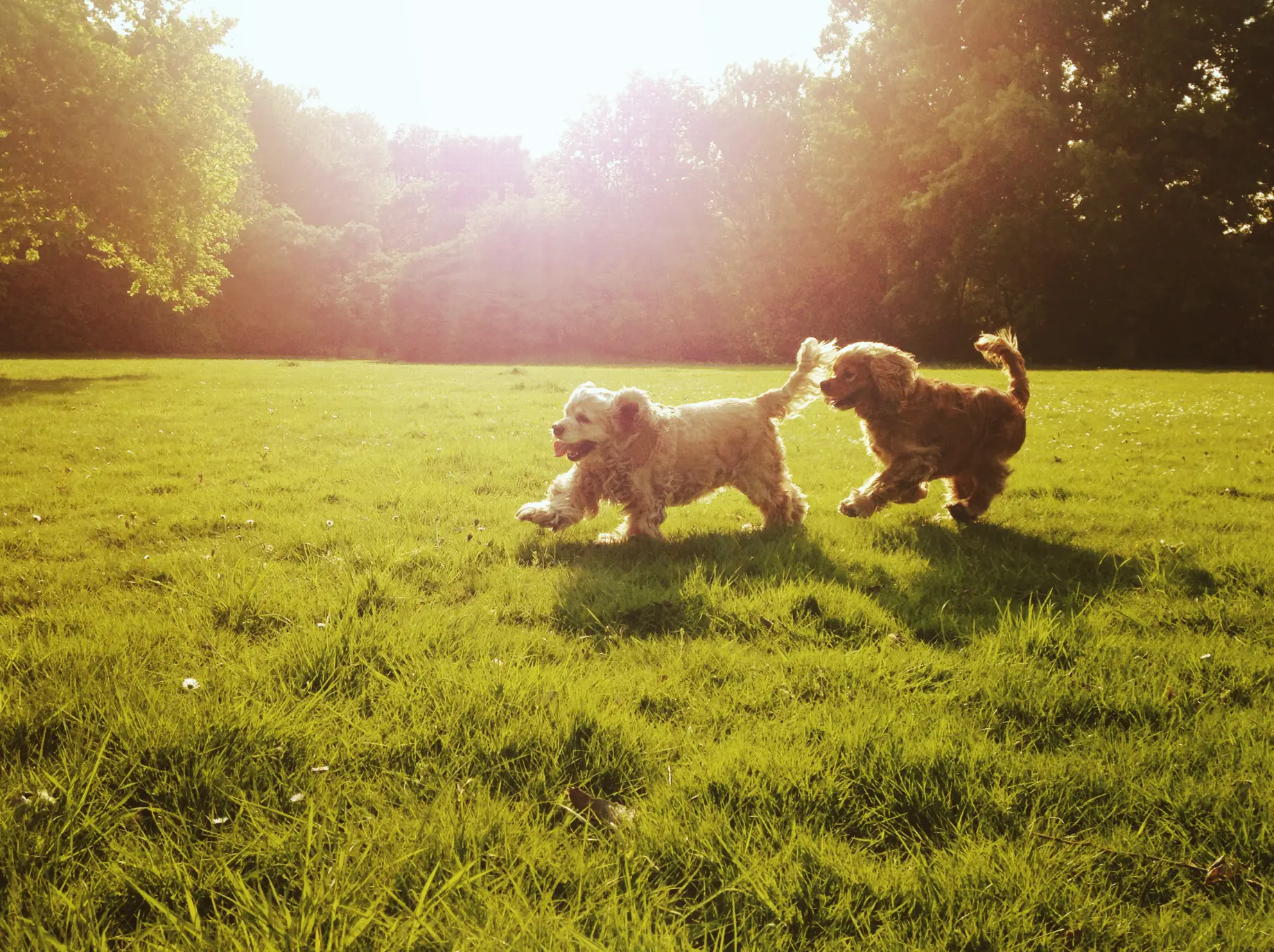 Our pooches will be really feeling the heat (Getty Stock Image)