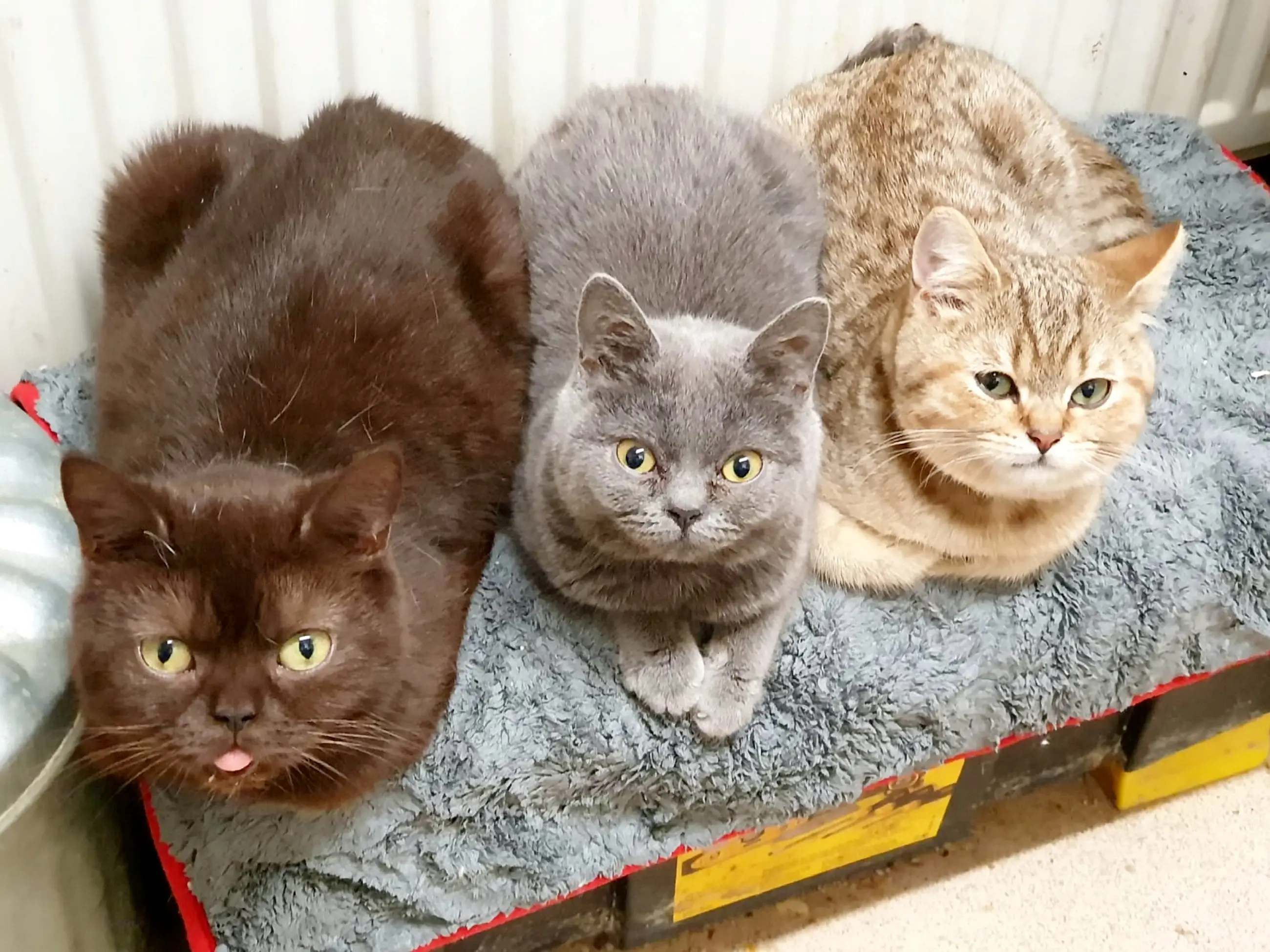 The cat-owner says she doesn’t want to give her pets up.