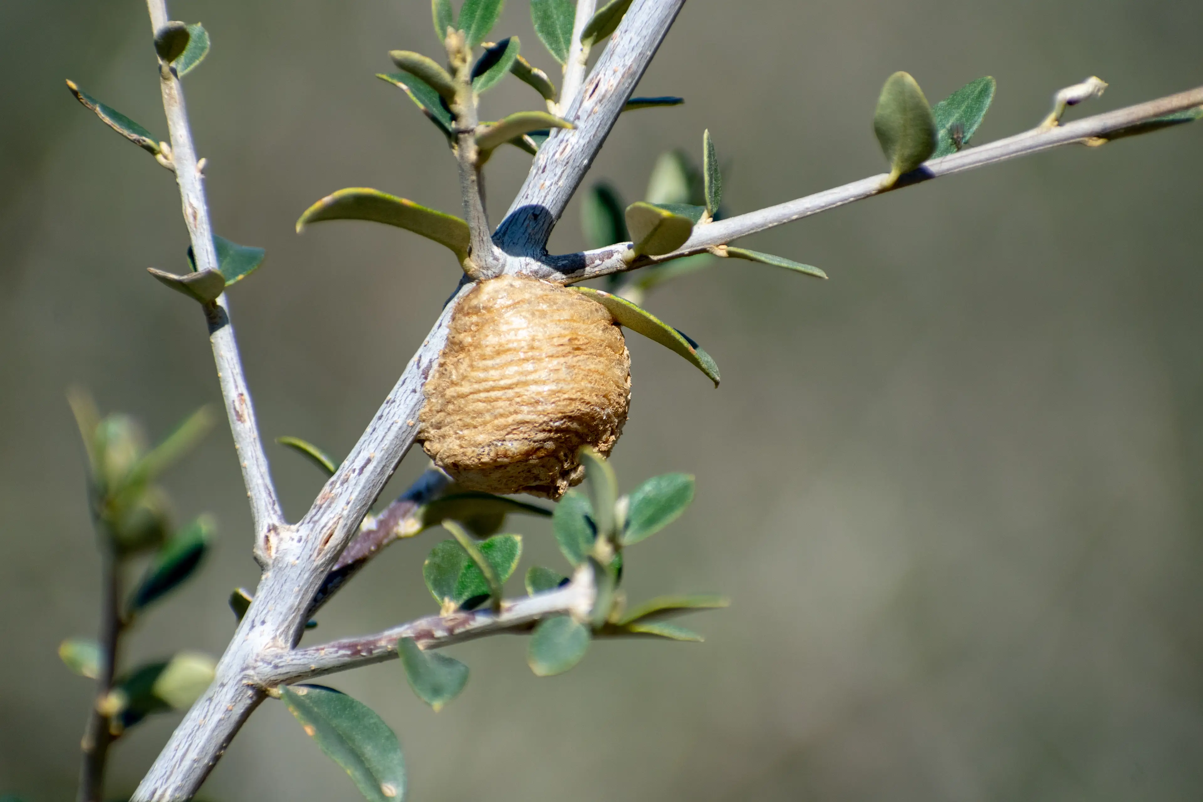 The walnut-like bulb is actually a praying mantis sack (Mohamed Haddad/Getty)