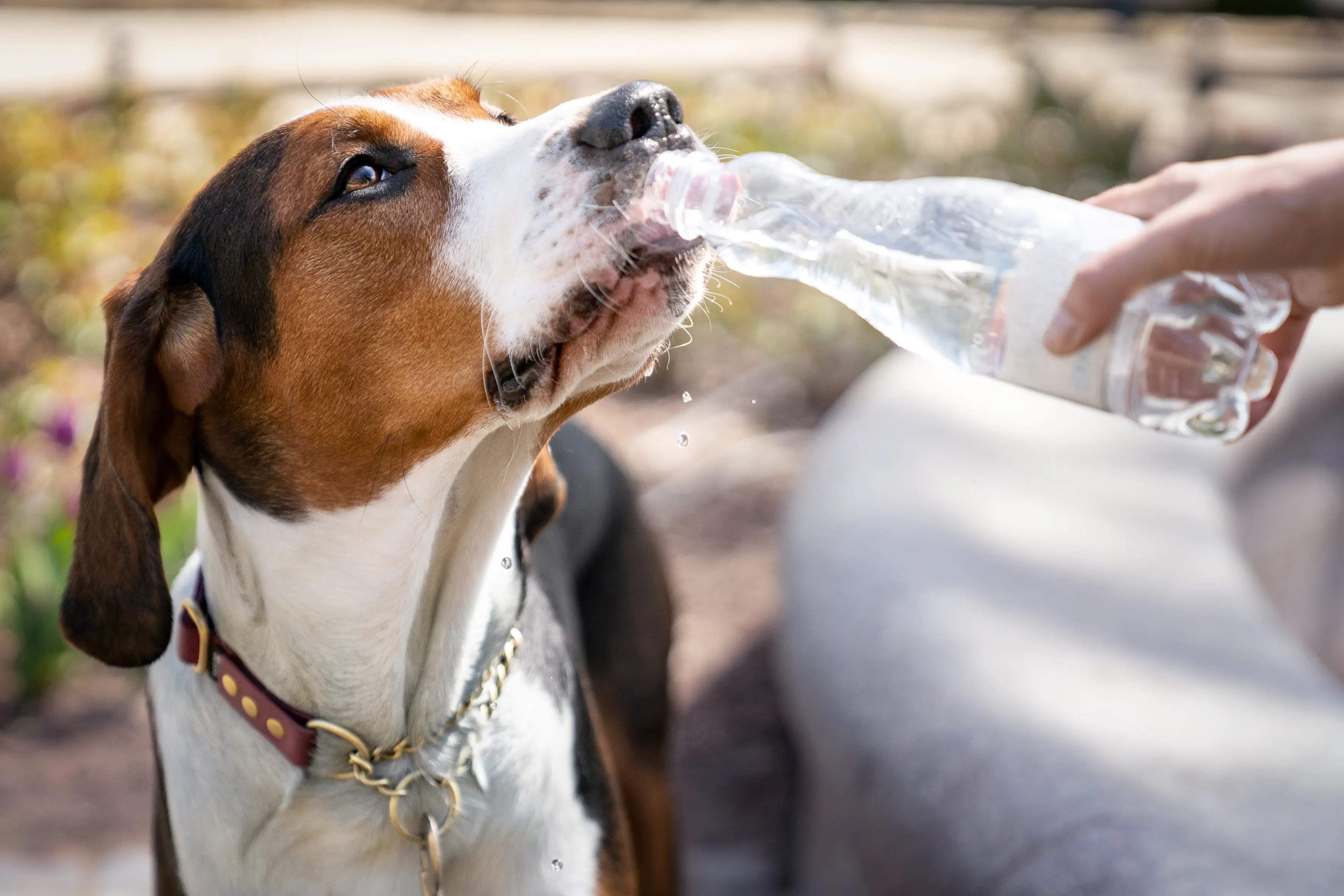 Vets are urging dog owners to follow one life-saving test during the heatwave (Getty Stock Images)
