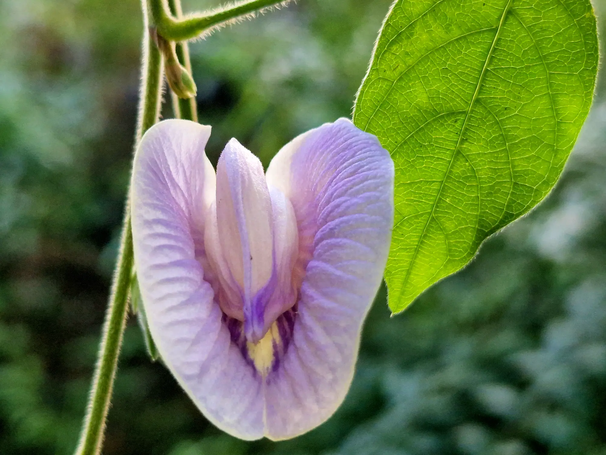 Social taboos is one of the reasons why vulval cancer is so painfully under-discussed (Getty Stock Image)