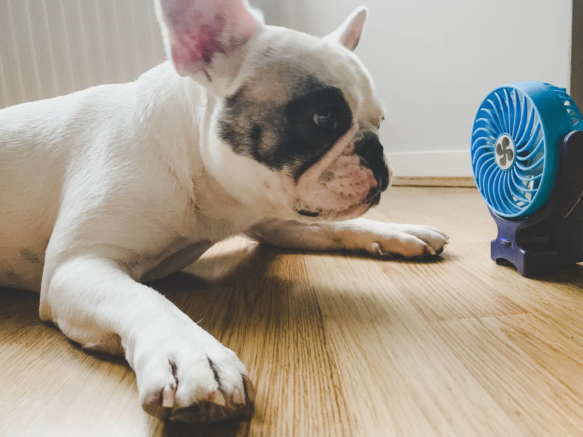 If your dog overheats, then it could be incredibly serious (Getty Stock Image)