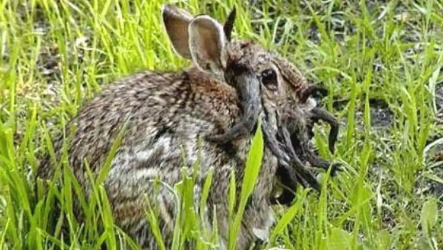 Pictures of 'zombie' rabbits have been doing the rounds online (Iowa Department of Natural Resources)