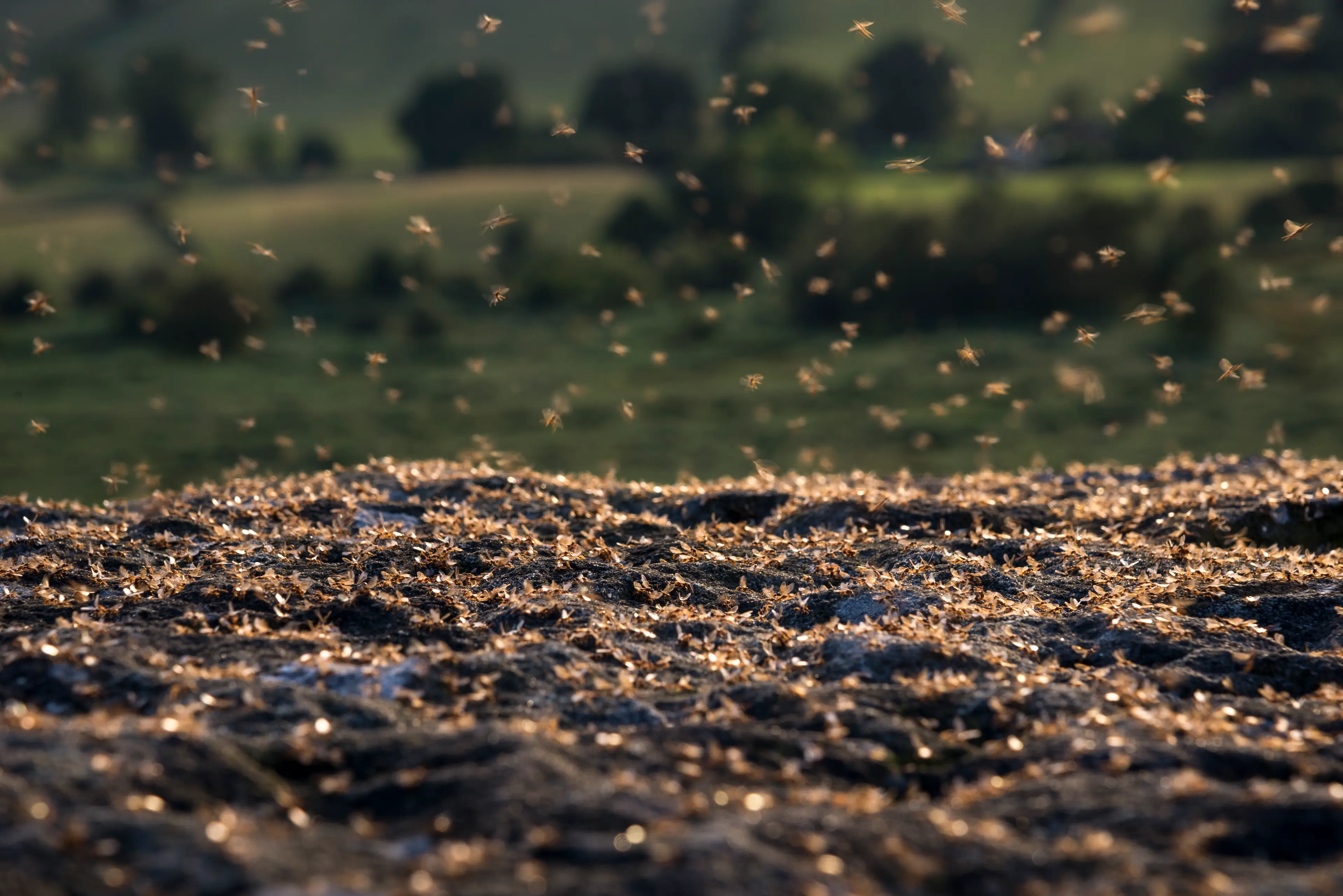 The weather may have also played a part in their sudden emergence (Getty Stock Image)