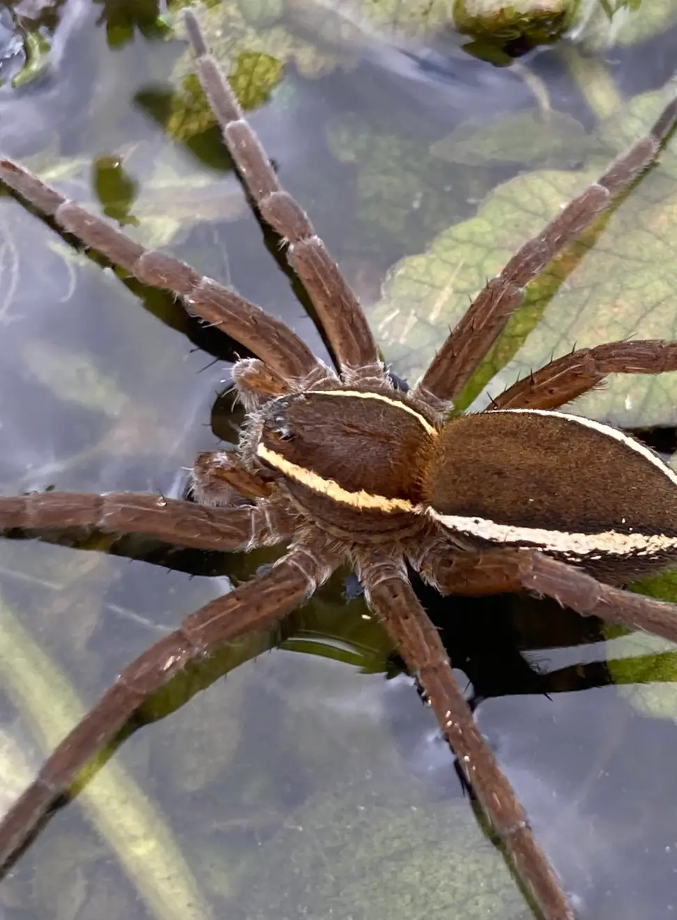 The spiders are making a comeback. (X/@SWT_NE_Reserves)