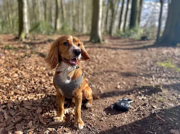 Despite the puppy’s vitals stabilising, his heart stopped beating and he sadly died around 7pm on Saturday.