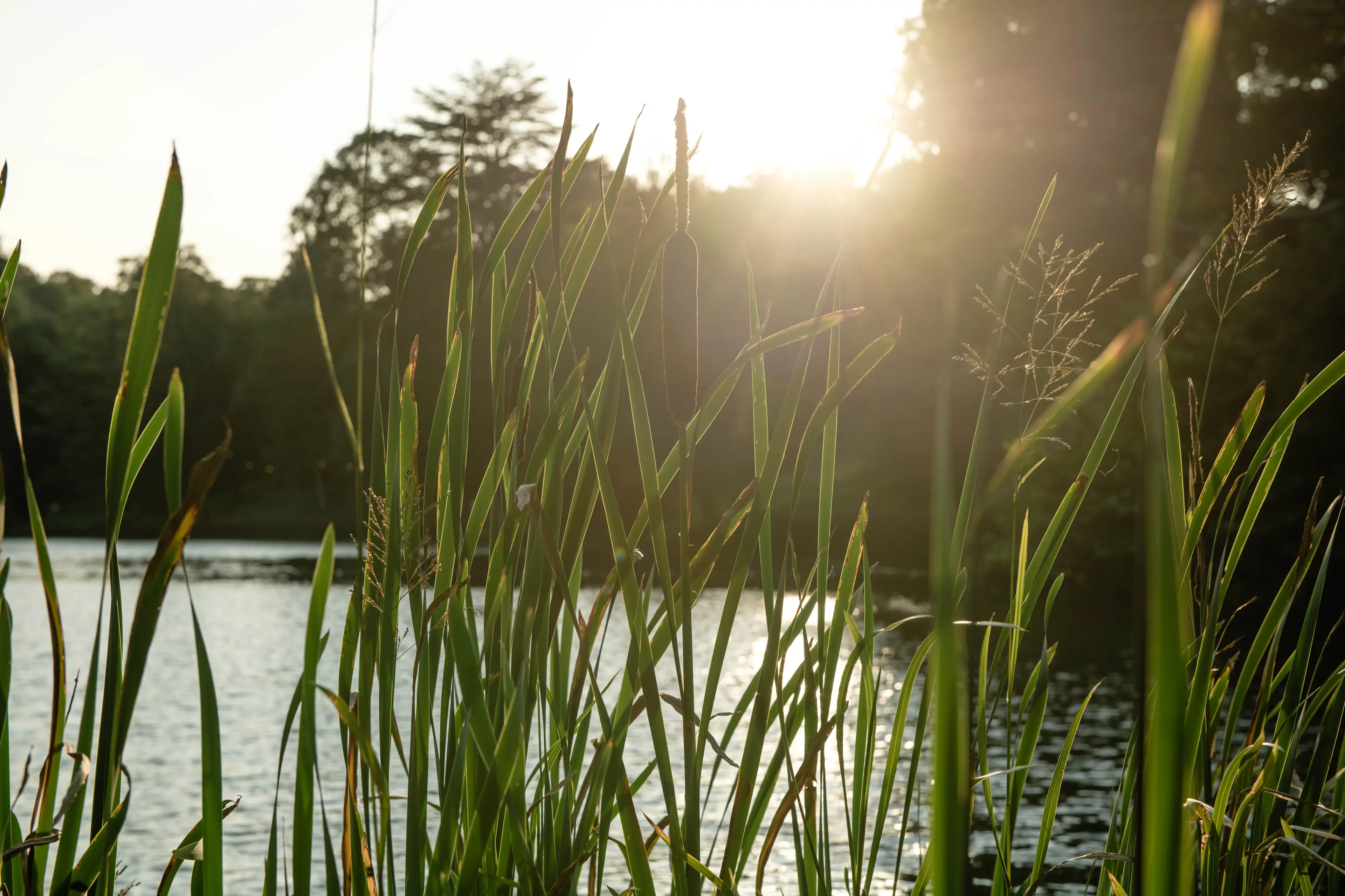 The festival will be held in Cornbury Park, in Oxfordshire (