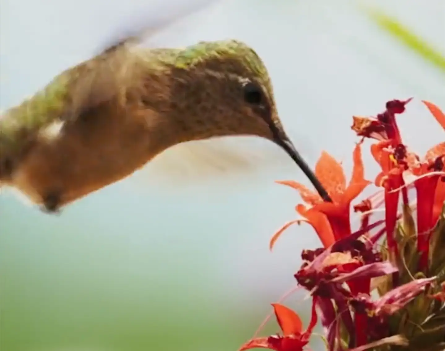 The Green Planet is all about plants (