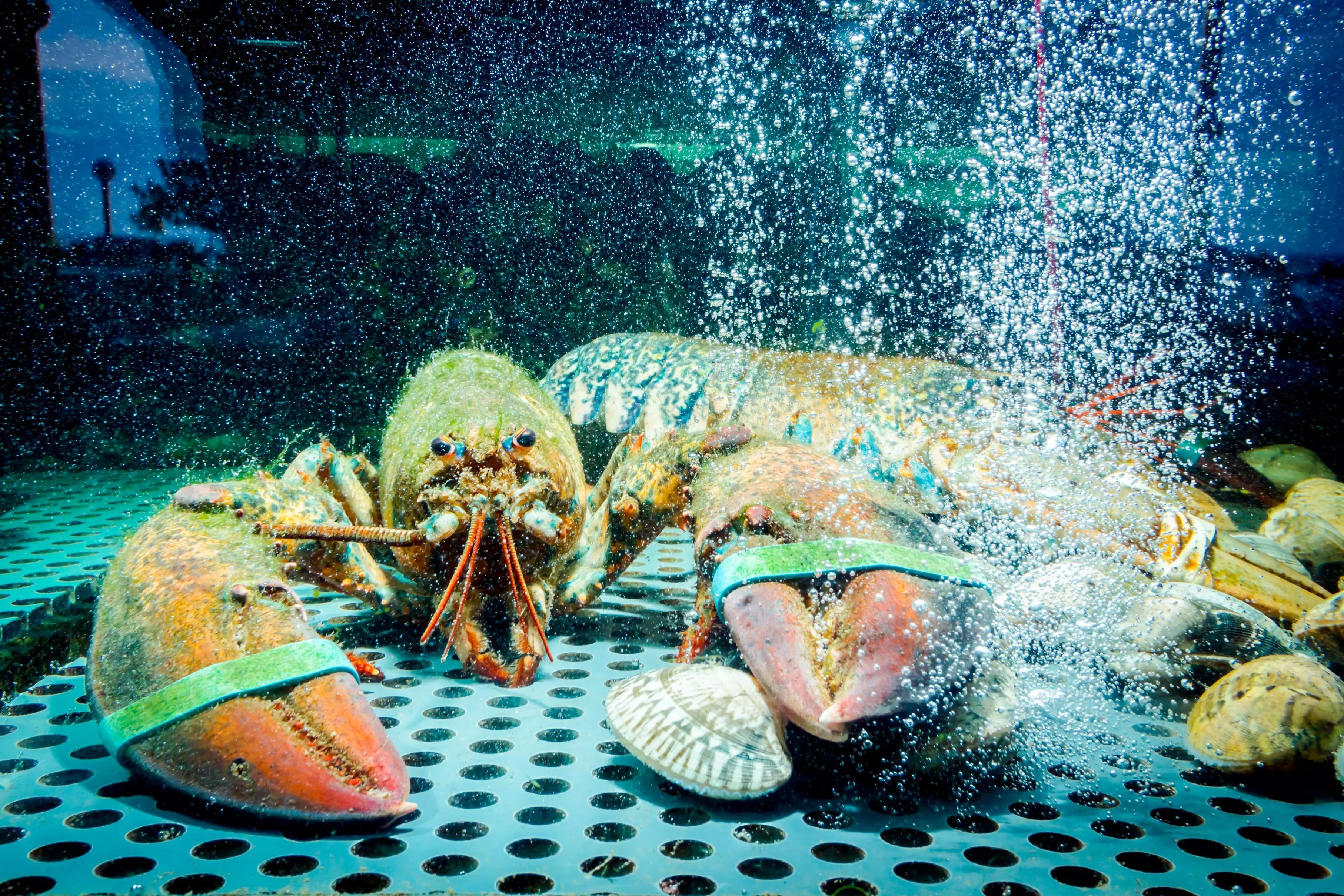 The scientists believe the crustaceans feel pain (Getty Stock)
