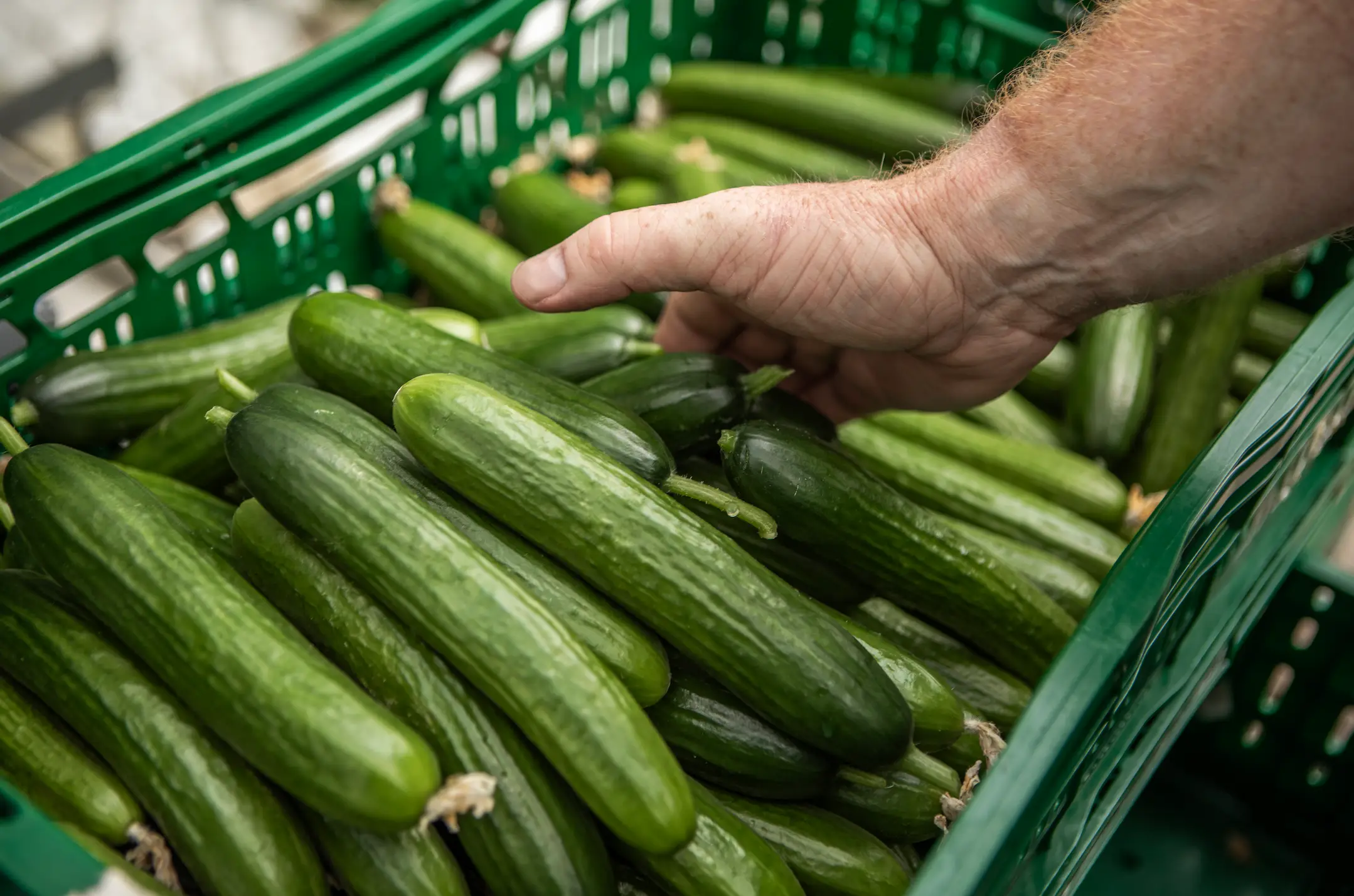 The salmonella outbreak as been linked to cucumbers (Lorado/Getty Images)