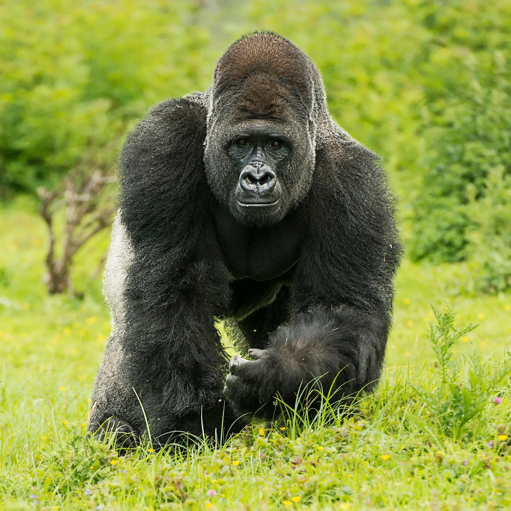 Would you take this gorilla on in a fight? (Colin Langford/Getty stock images)