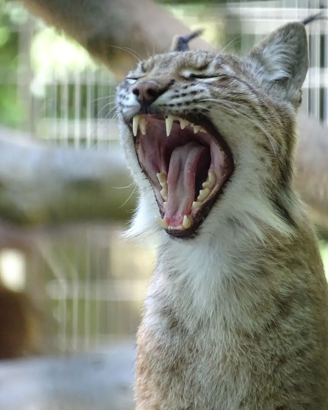 The Aalborg Zoo is facing backlash after asking pet owners to donate small animals for the predators to eat (Facebook/Aalborg Zoo)