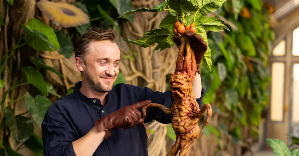  Tom Felton unveils Professor Sprout’s greenhouse, part of the new Mandrakes and Magical Creatures feature opening at Warner Bros. Studio Tour London 1st July.