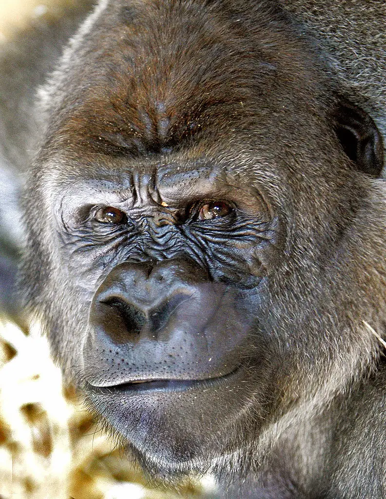 Bokito escaped from his enclosure. (ED OUDENAARDEN/AFP via Getty Images)