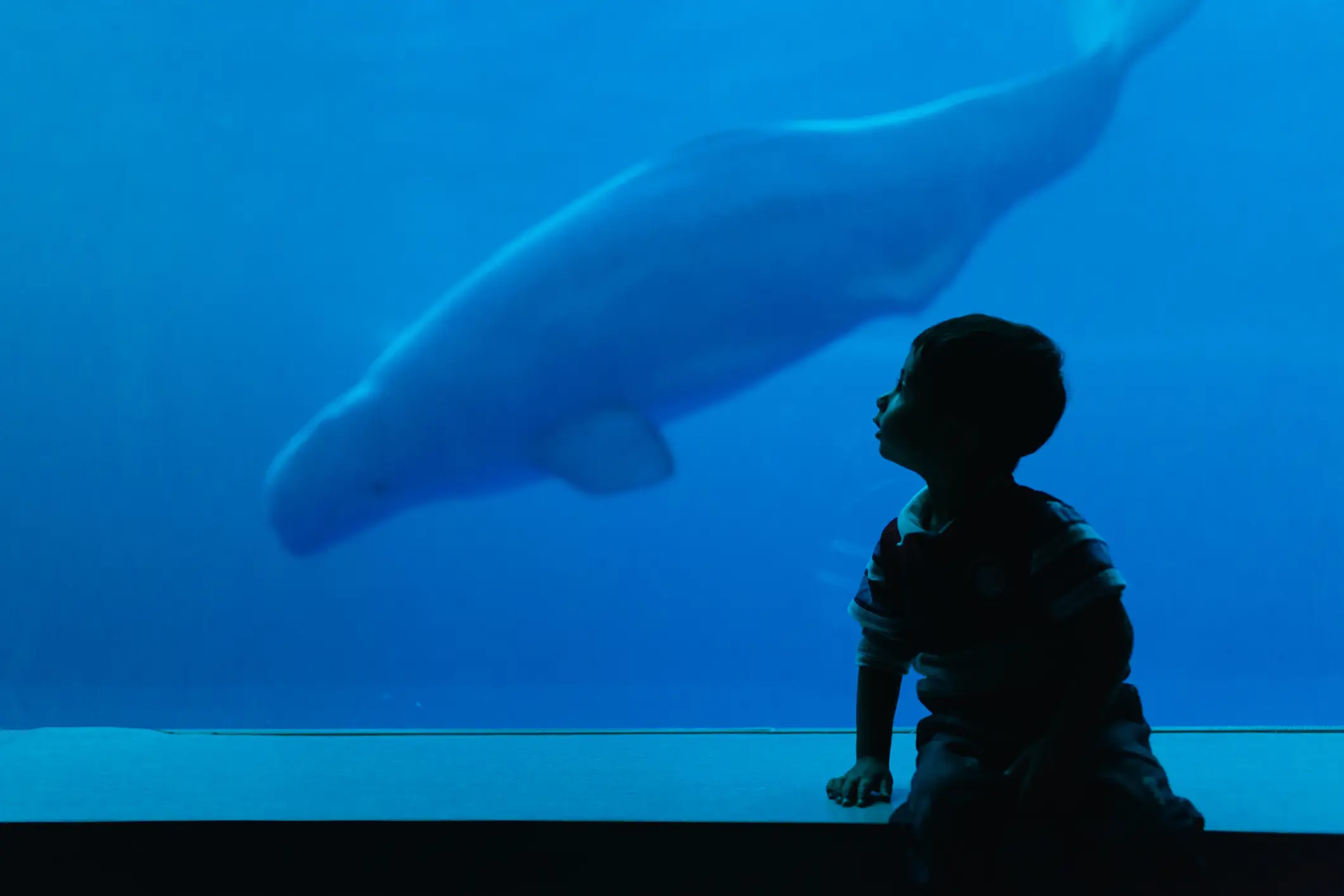 The belugas may end up culled if the park doesn't get funding (മിഖേല്/Getty Stock)