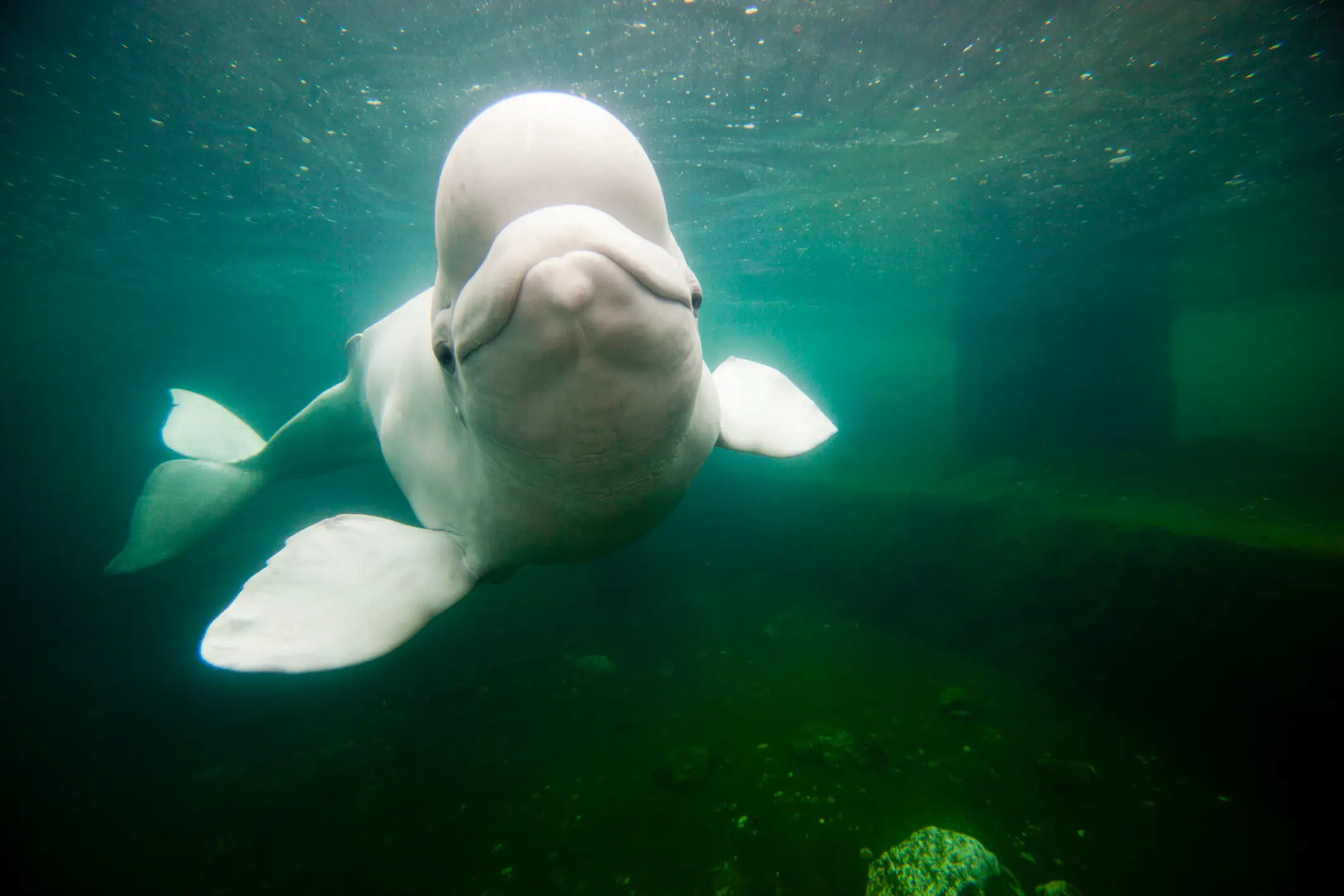 Marineland previously warned it would have to 'euthanise' 30 of its whales in captivity if it did not receive the emergency funds needed to keep them fed (Paul Souders / Getty Images)