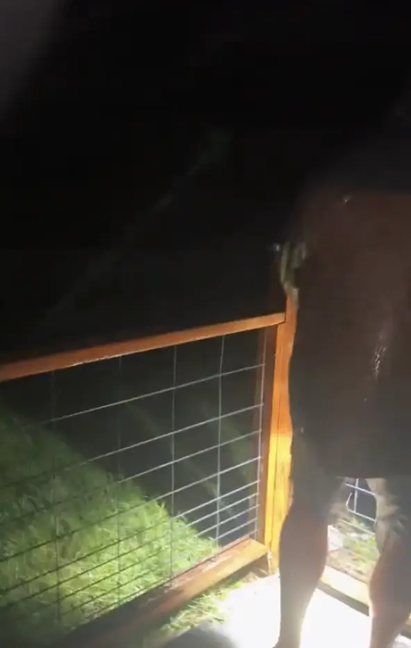 She updated followers that the storm 'still hasn't hit them yet' (TikTok/@oursimplehomestead)