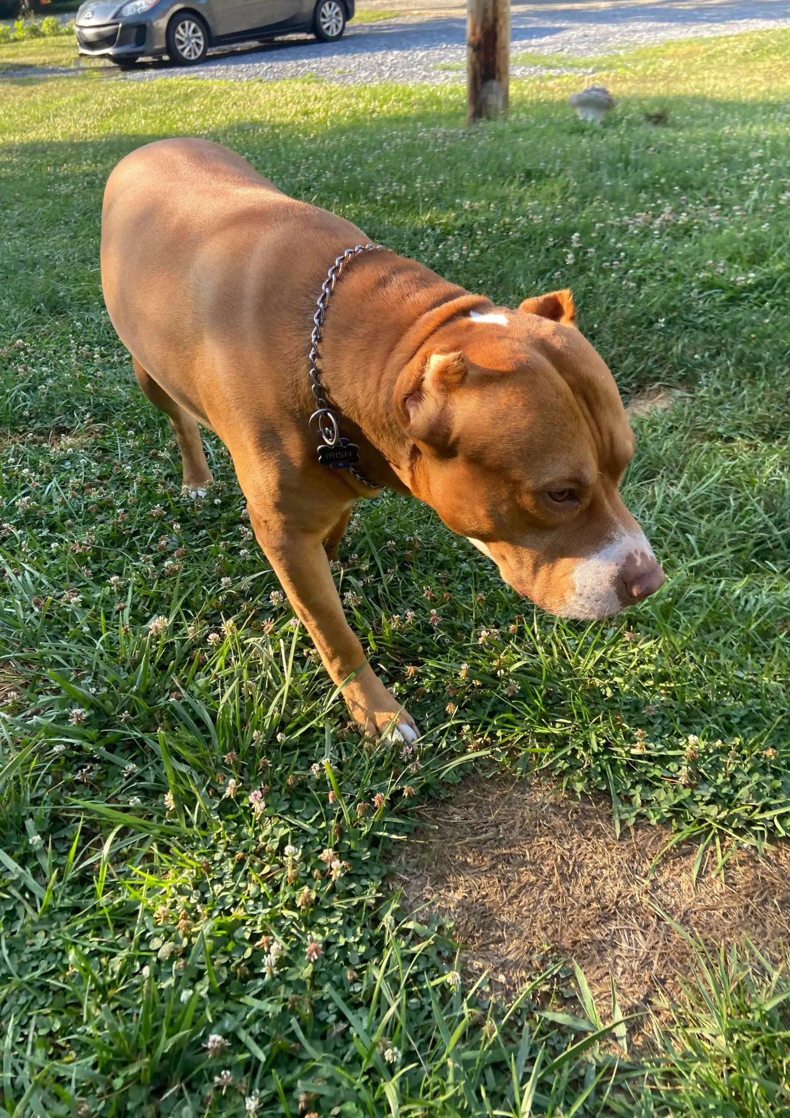 Irish was a mix of a pitbull and a bully.