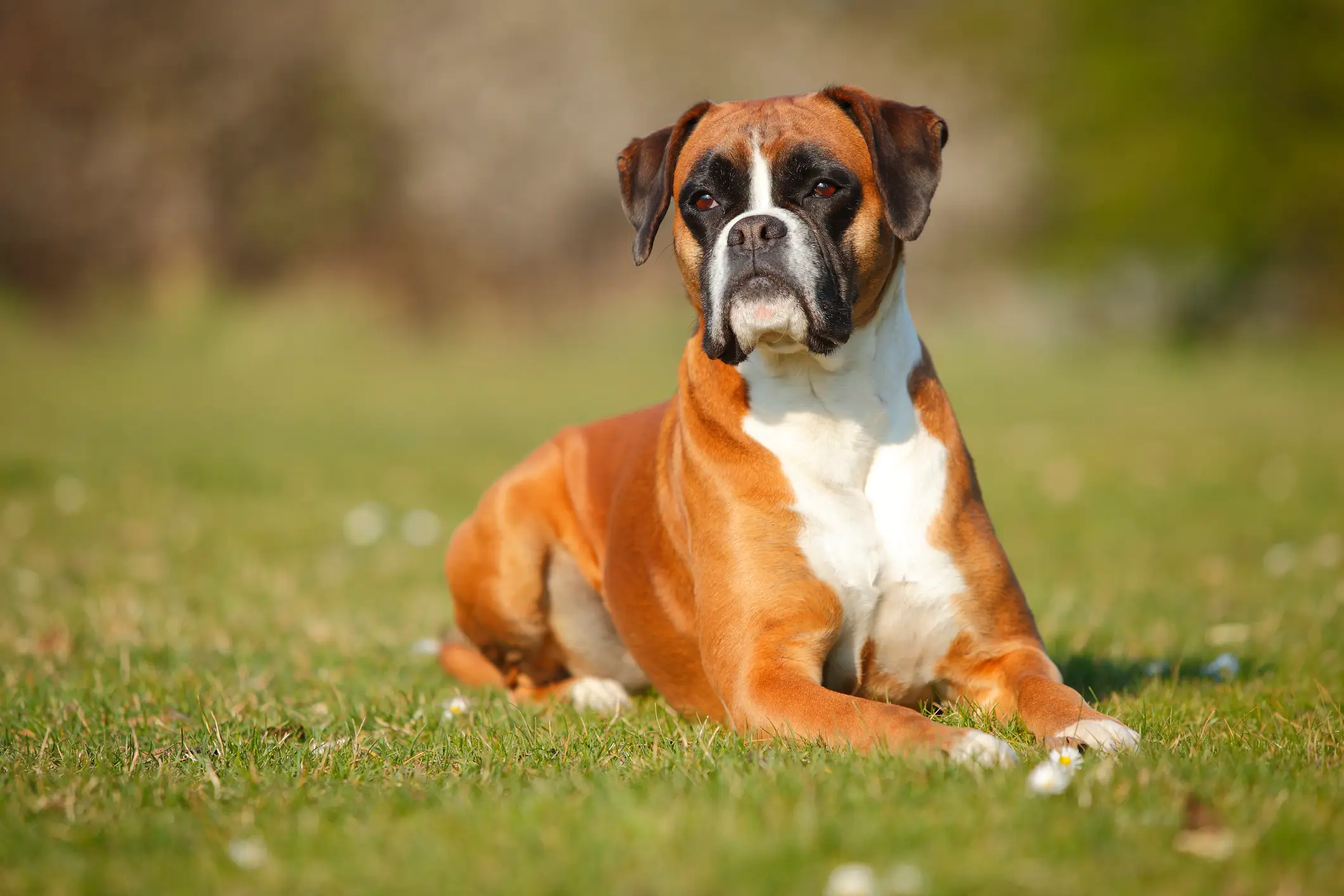Boxer dogs are prone to pulmonic stenosis. (Getty Stock Image)