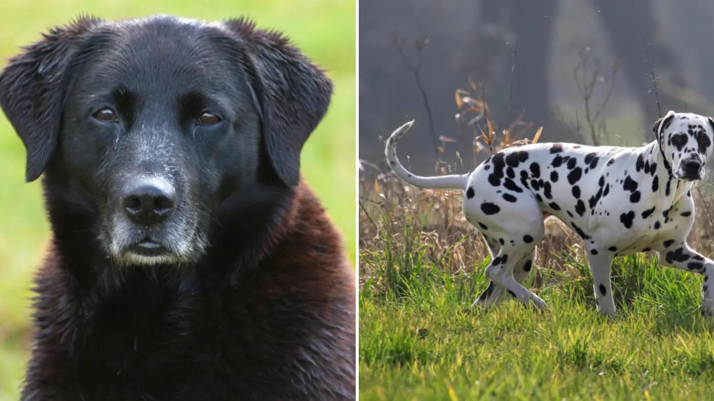 Mark Saunders/Arterra Picture Library/Alamy Stock Photo