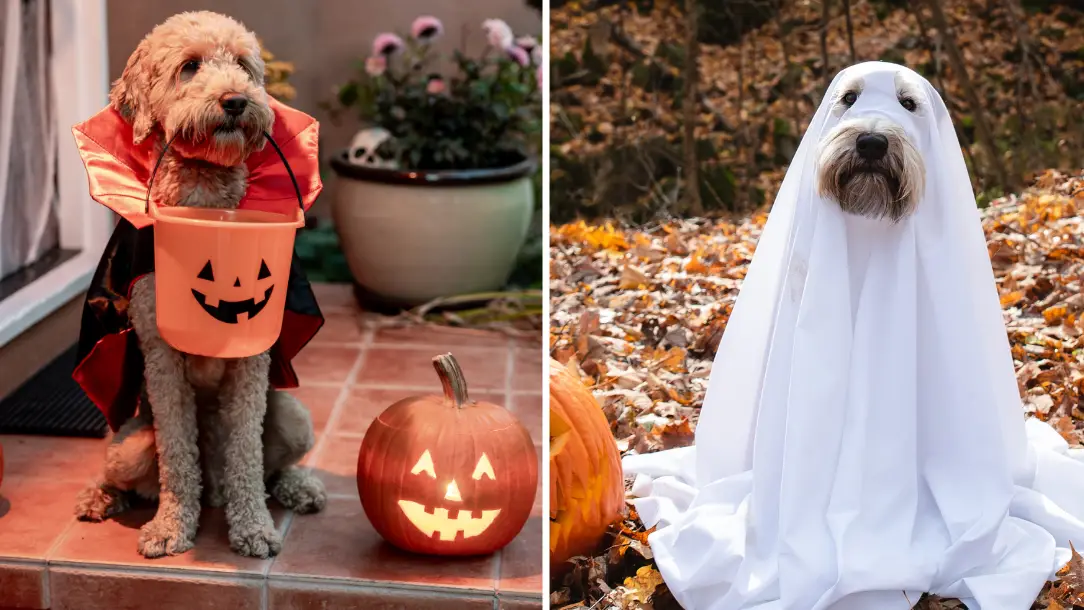 Halloween warning issued to anyone who has a dog as trend surges in popularity