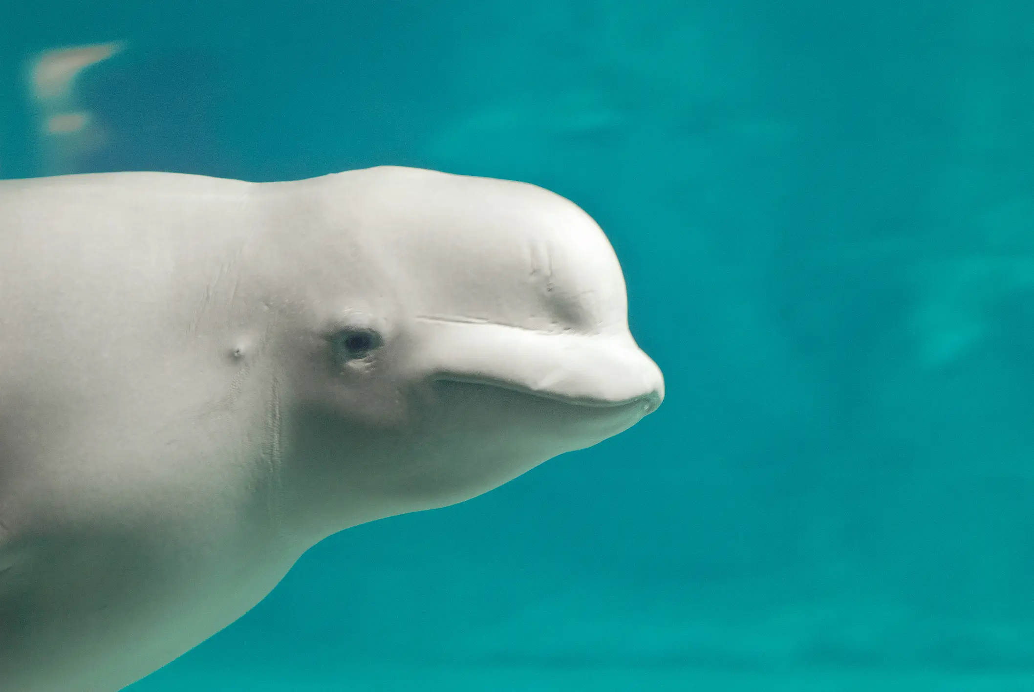 Six Beluga whales have been rescued from Marineland in Canada (Mar Merelo / Getty Images)