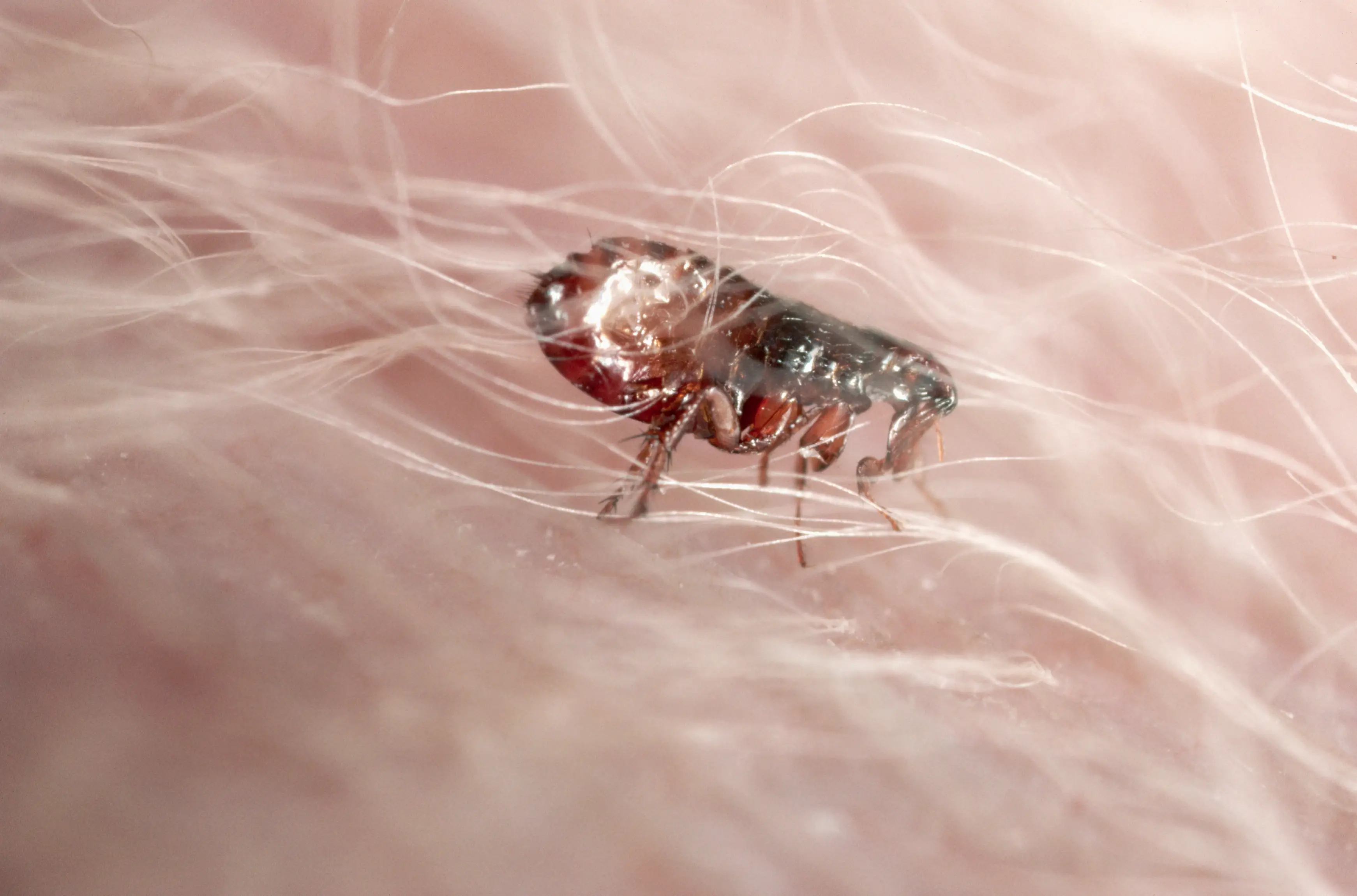 The plague can be spread via fleas (Getty stock images)