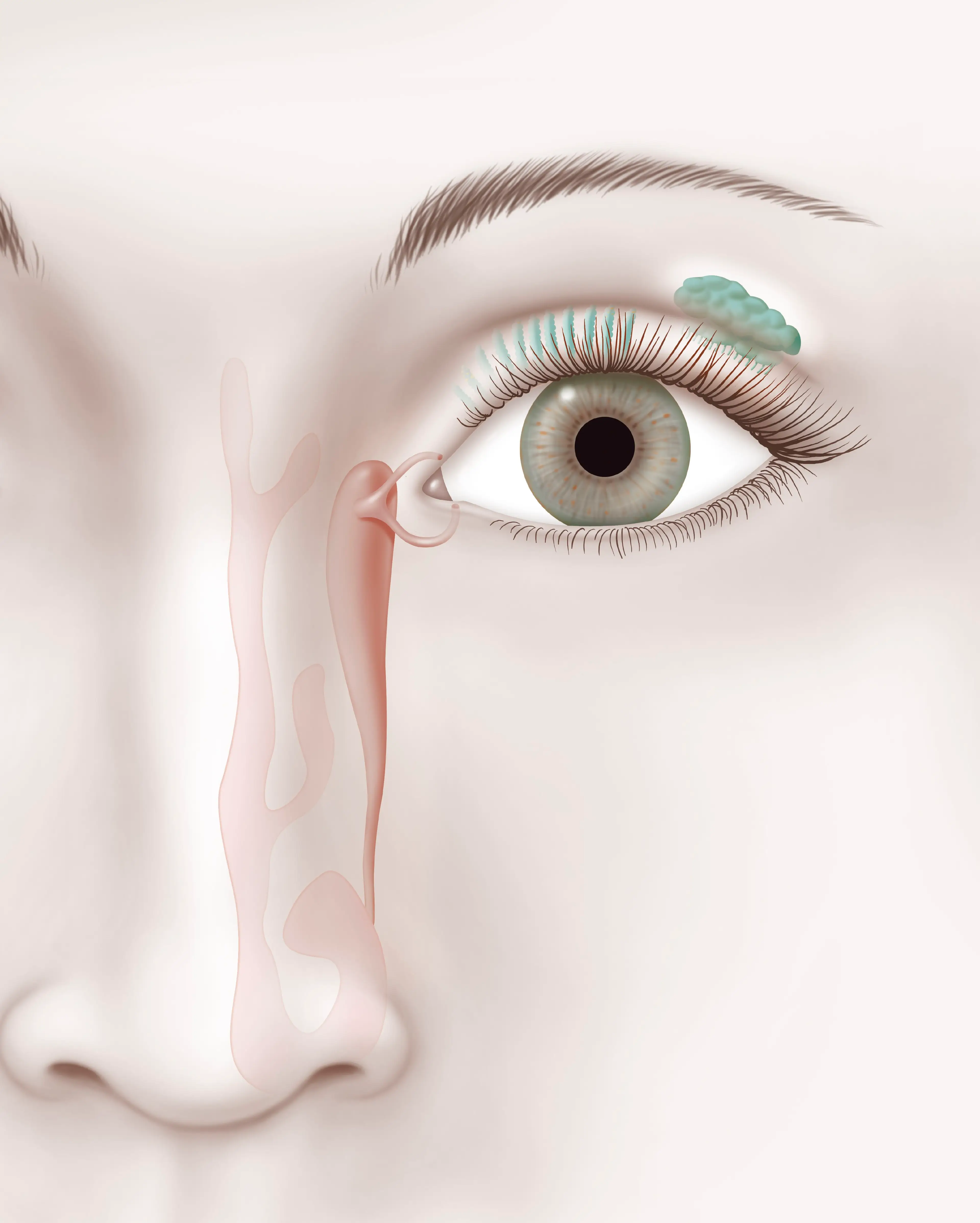 Tears are drained through the nasolacrimal ducts (BSIP/Universal Images Group via Getty Images)