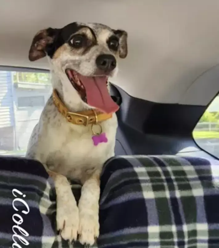 Indi died after the 'terryfying' attack in the river.