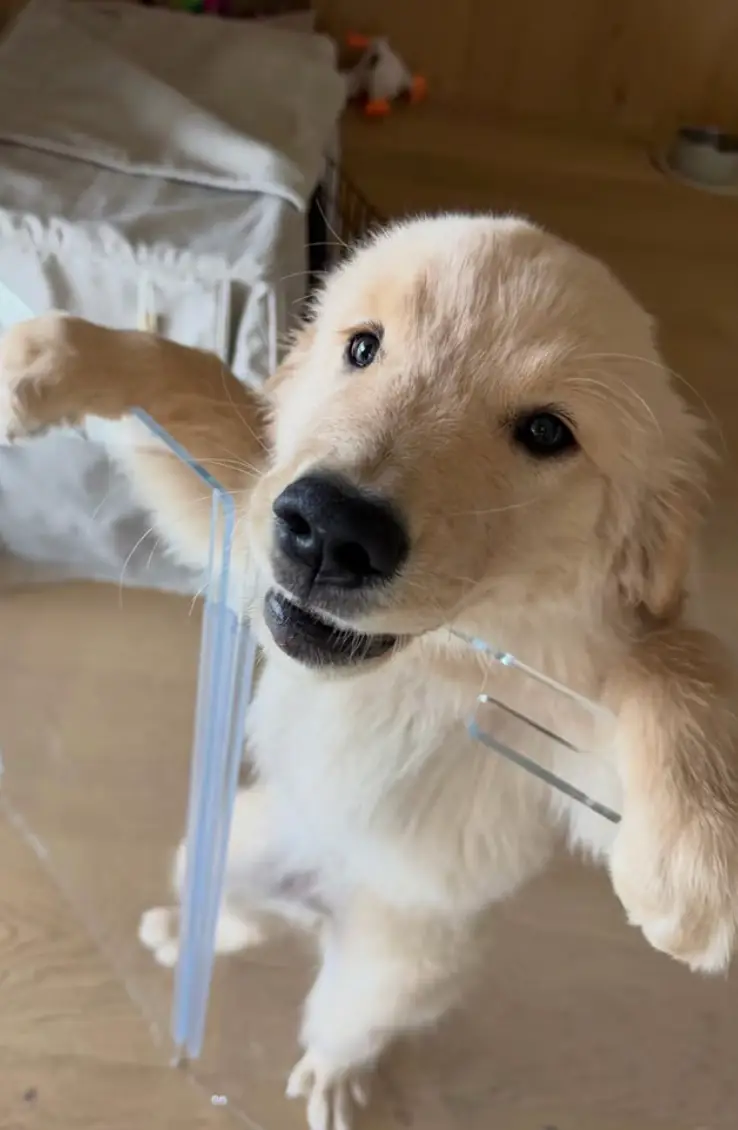 Hamilton gifted the retriever to Kardashian and her kids (Instagram/@lewishamilton)