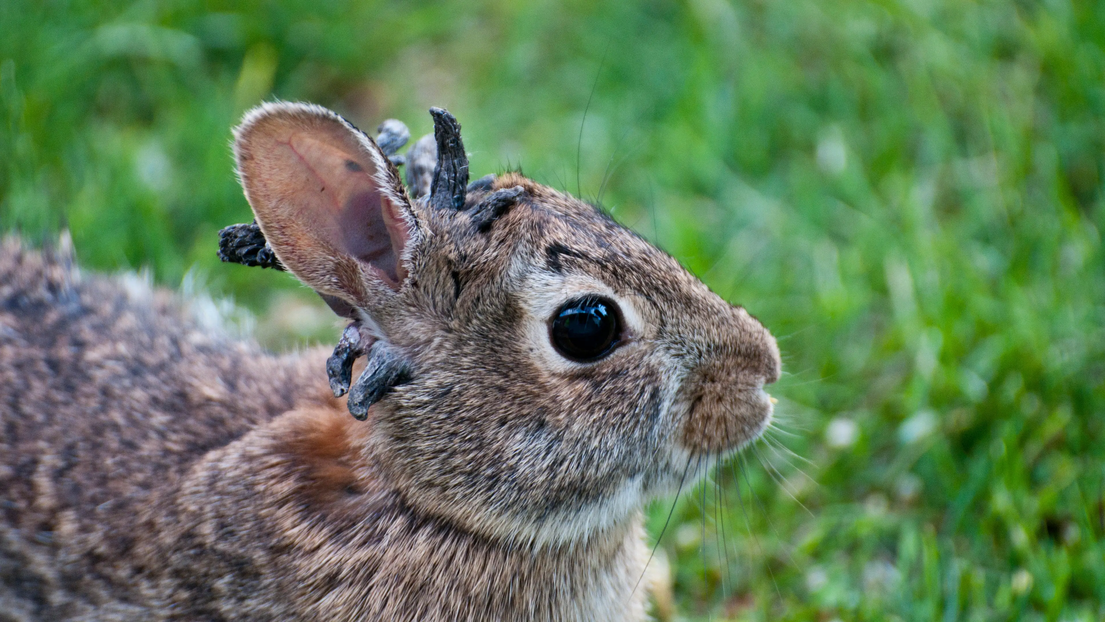 Doctor issues fresh warning on ‘zombie rabbits’ found in US despite previous advice