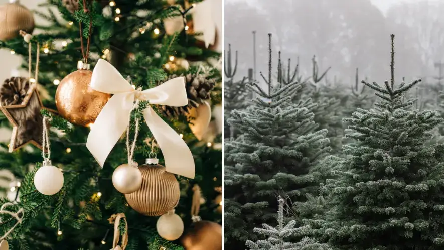 Warning issued over one disturbing Christmas tree detail that you should throw away immediately if you see it