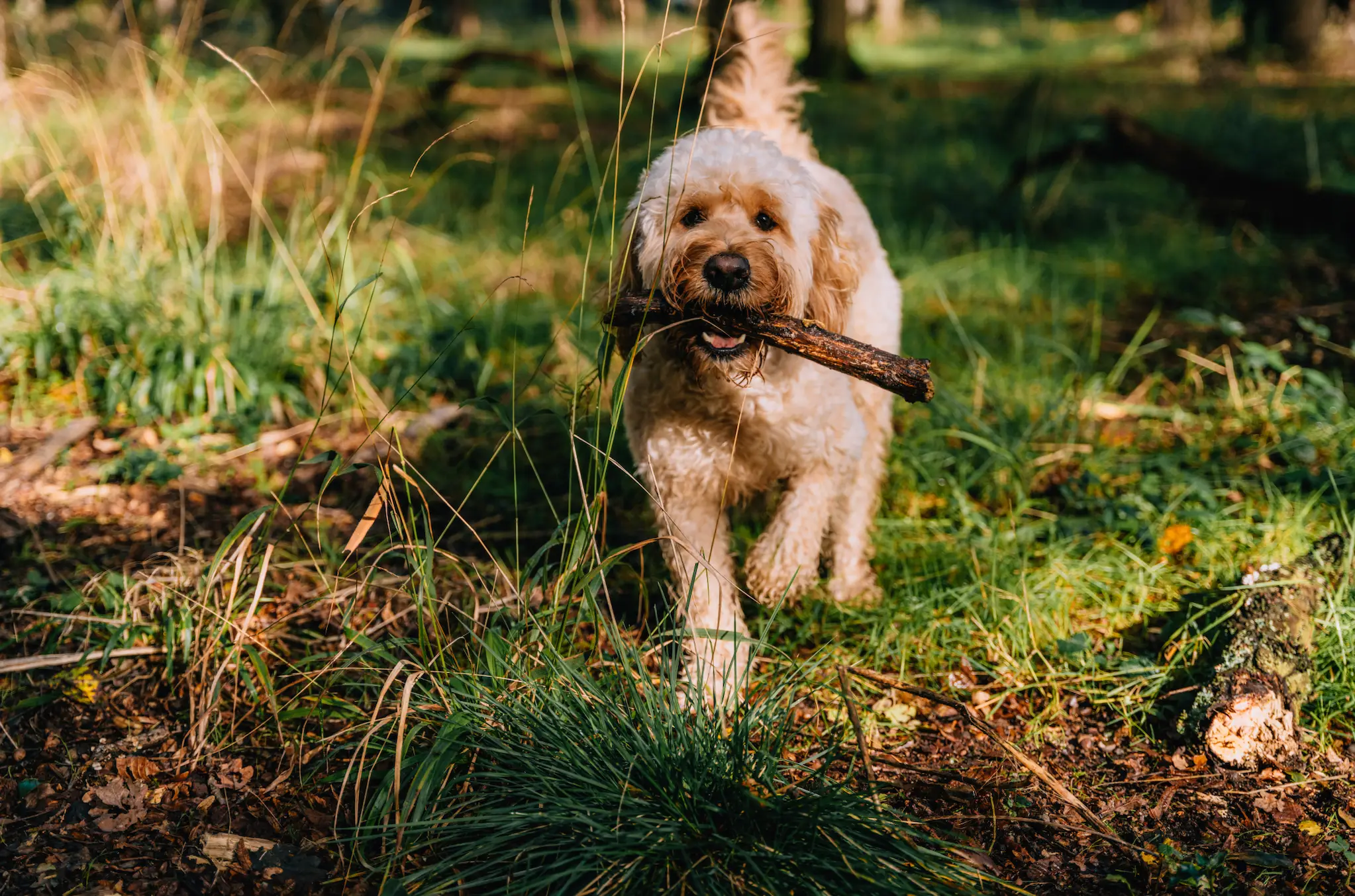Sticks can be dangerous for dogs (Getty Stock Photo)