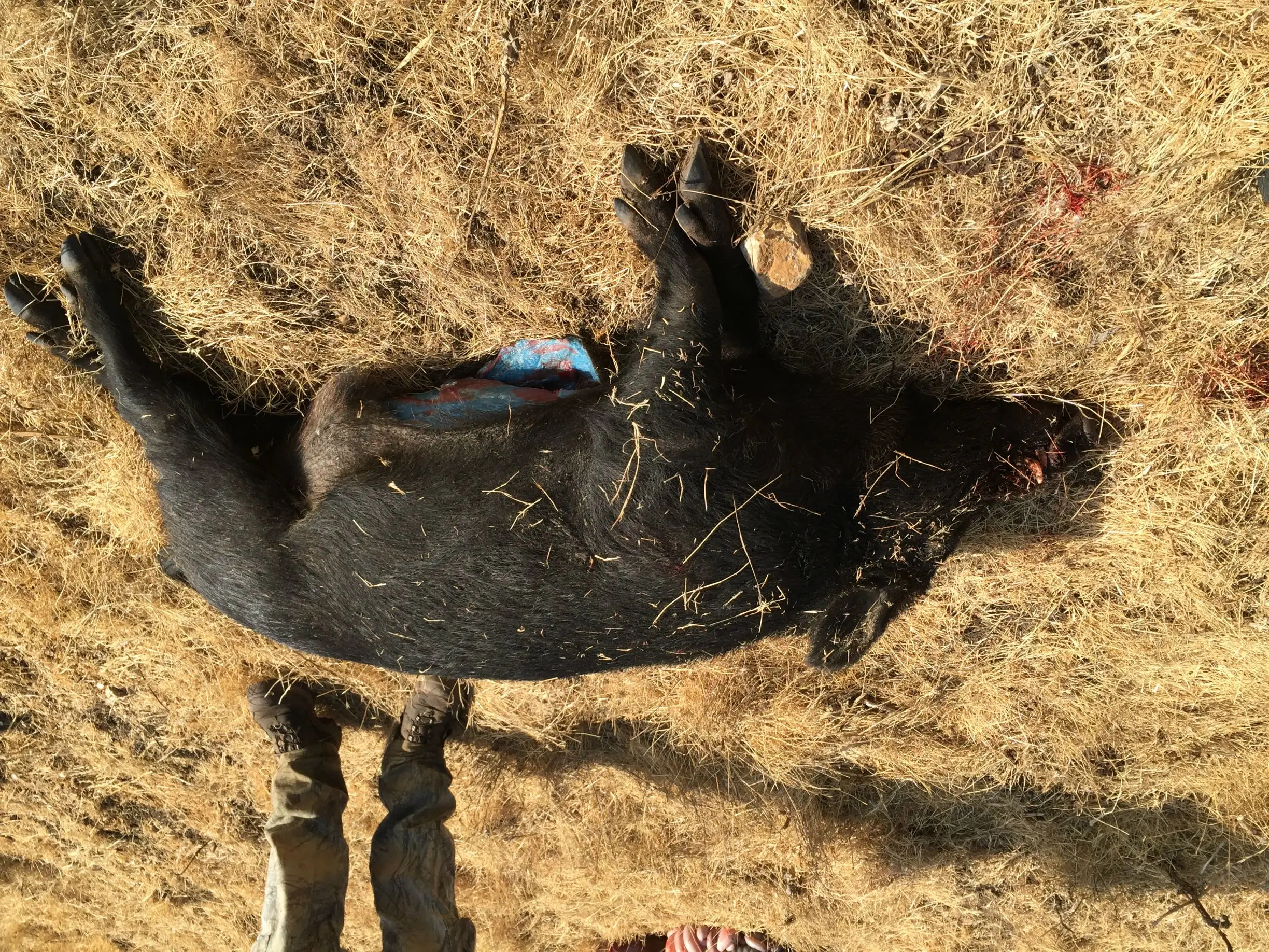 Hunters have found pigs in California with bright blue flesh (this picture was taken in 2015) (Imgur/GlendilTEK)