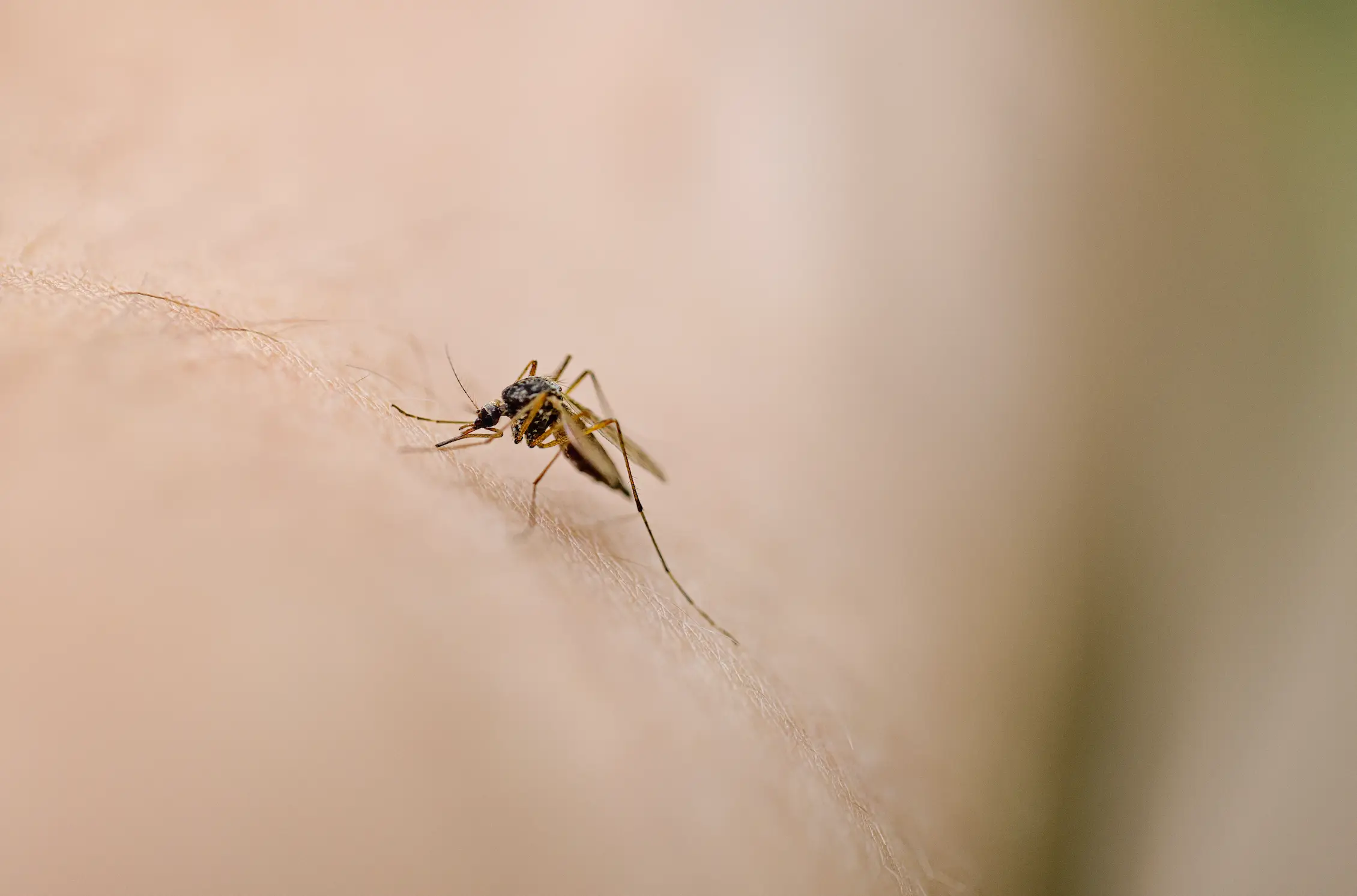 The disease is spread via mosquito bite (Getty Stock Image)