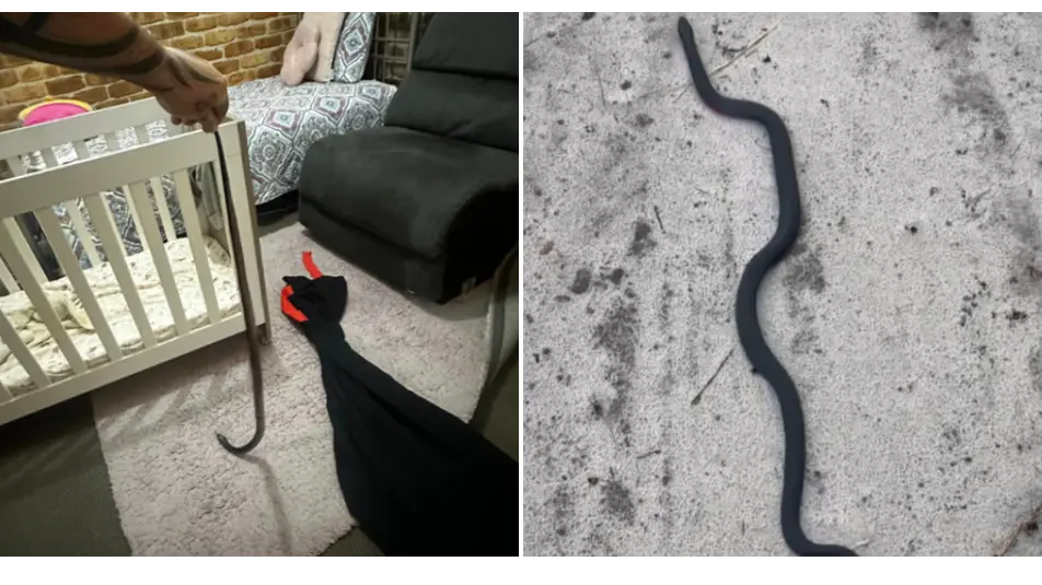 Facebook / Tilligerry Reptile Relocation Services