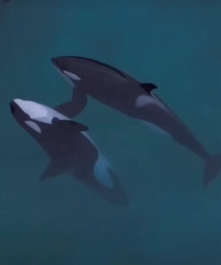 The two orcas could be seen drifting in the water (Seph Lawless)
