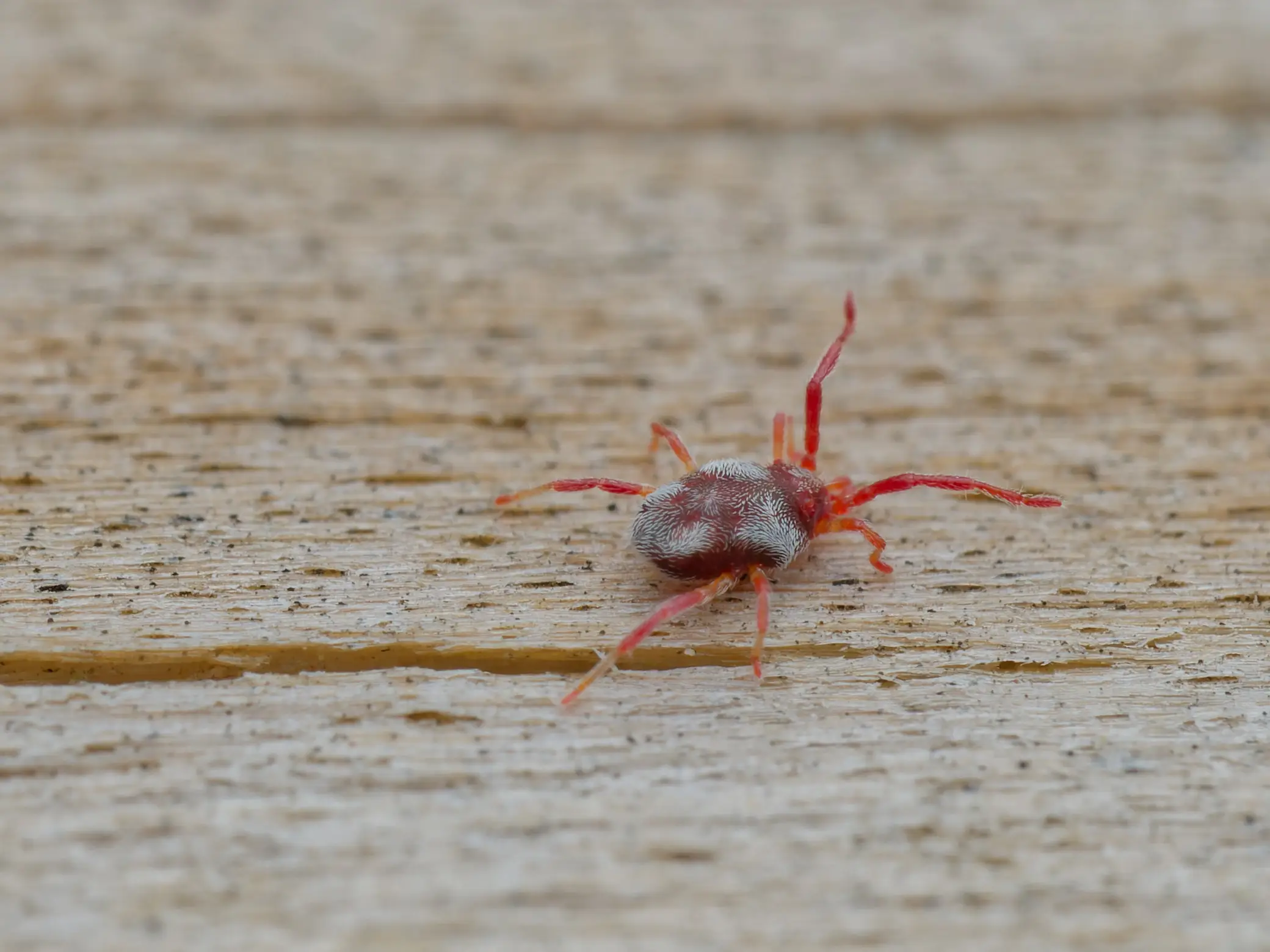 Brits have been warned about harvest mites which feed on human skin as hatching season starts this month (Getty Stock Images)