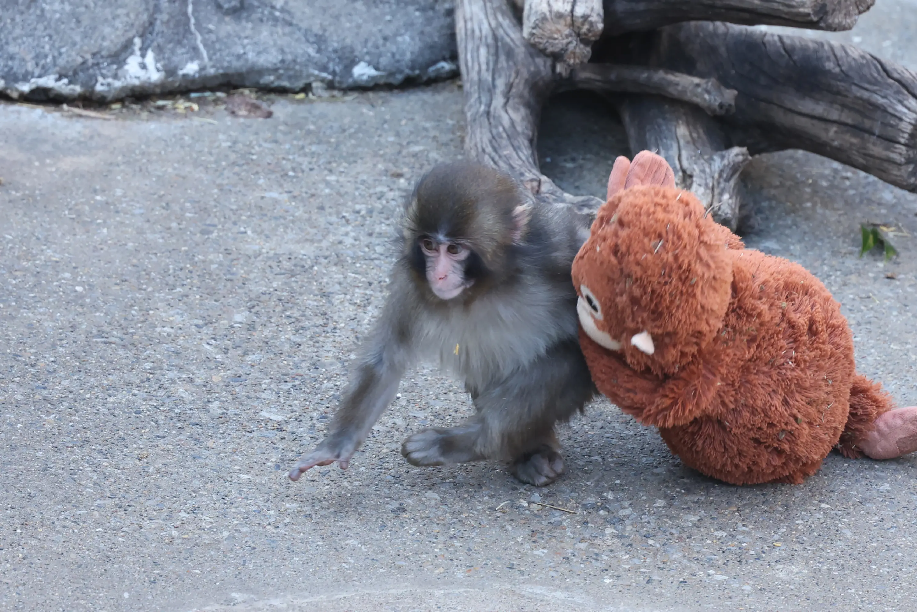 Ichikawa Zoo officials have issued an update on Punch the monkey (JIJI PRESS / AFP via Getty Images)