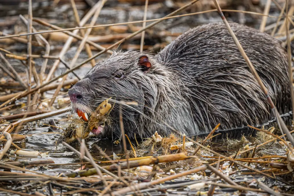 US officials are encouraging people to start eating nutria to reduce the invasive rodent's population (Anadolu/Contributor/Getty)