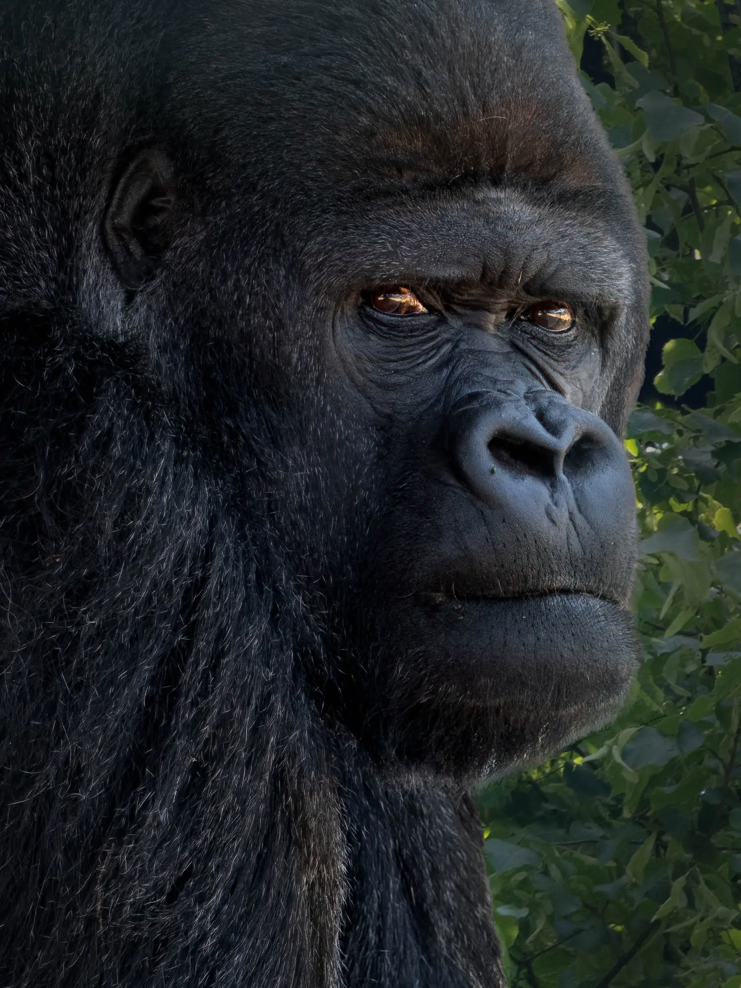 One woman was severely injured at the Diergaarde Blijdorp zoo in Rotterdam after smiling at a gorilla (Steve Stringer Photography / Getty Images)