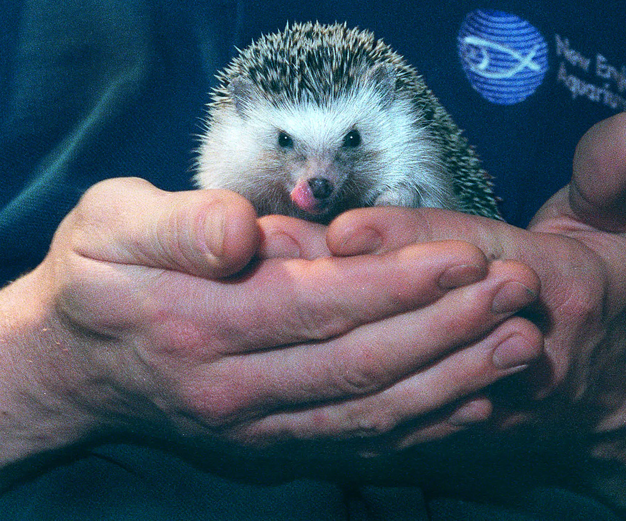 Hedgehogs eyeing up a spot on the back of a banknote (Boston Herald/MediaNews Group/Boston Herald via Getty Images)