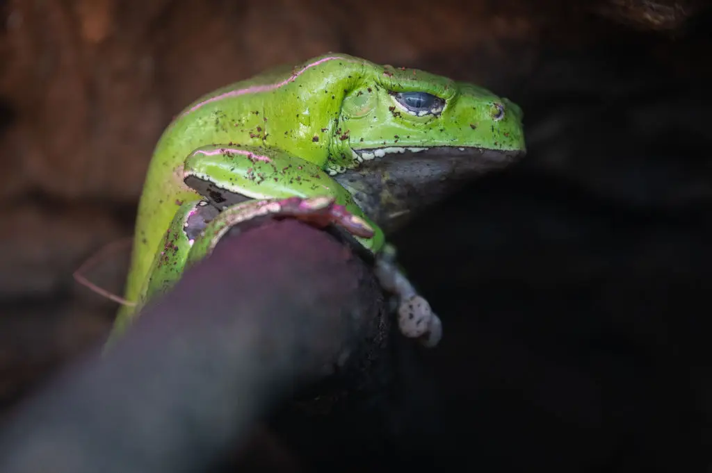 Kambo is a secretion taken from the giant leaf frog (Marcos del Mazo / Contributor / Getty Images)