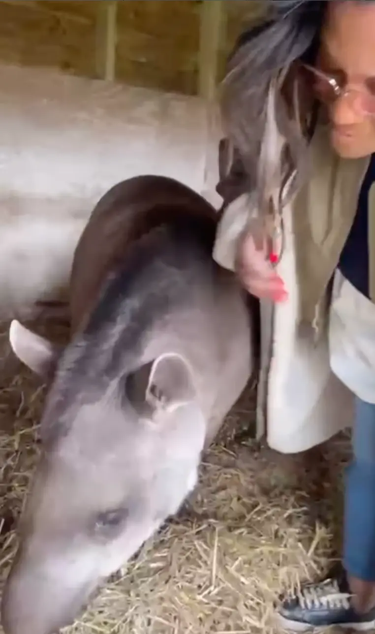 Alison seemed to enjoy her day at the zoo. (Instagram/@alisonhammond)