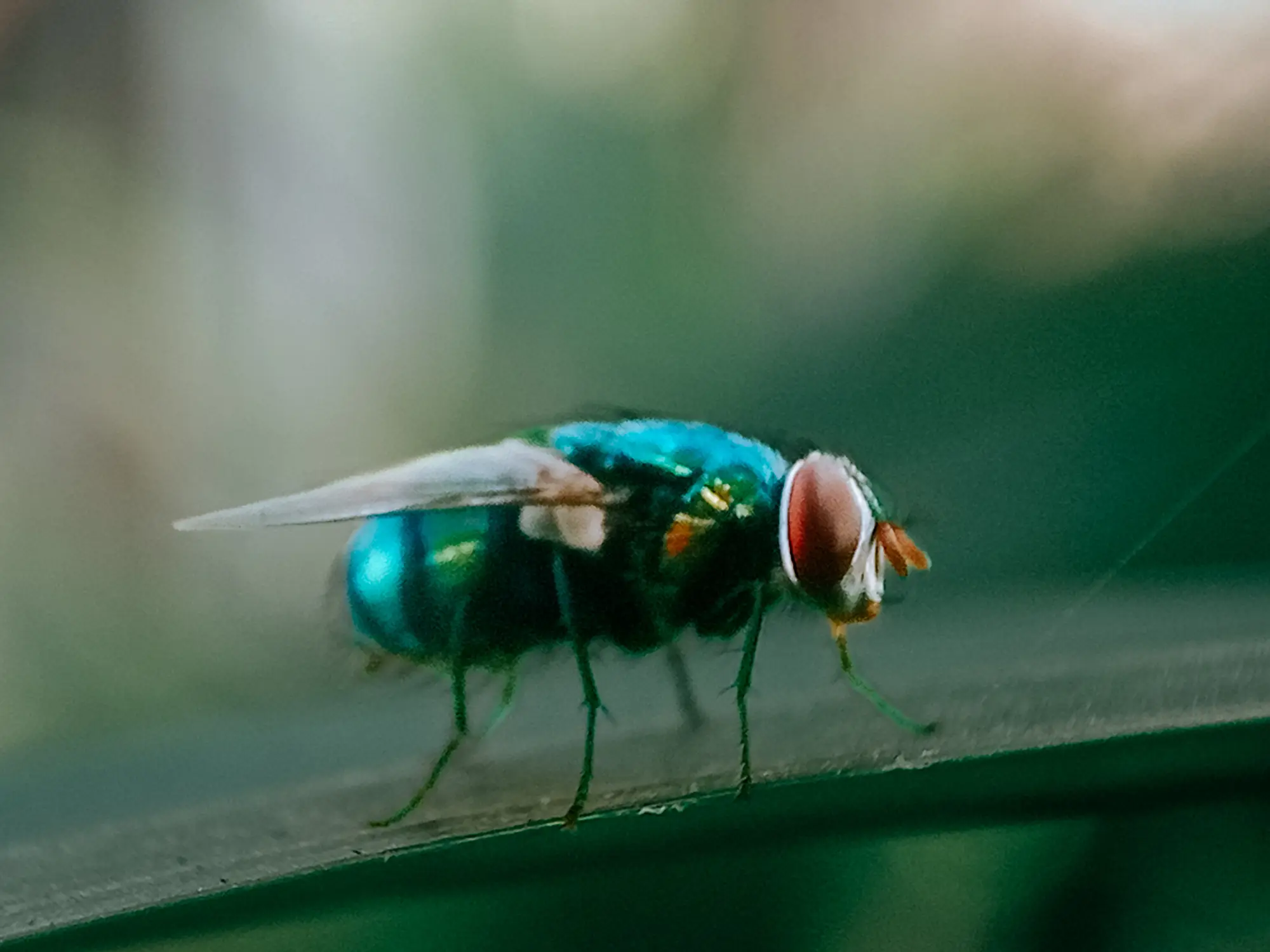 Screwworm flies lay their eggs in flesh wounds (Getty Stock Image)