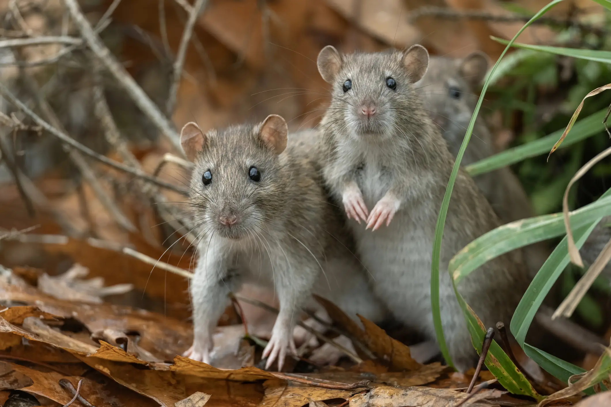 Hantavirus typically spreads from rodents (Getty Stock Image)