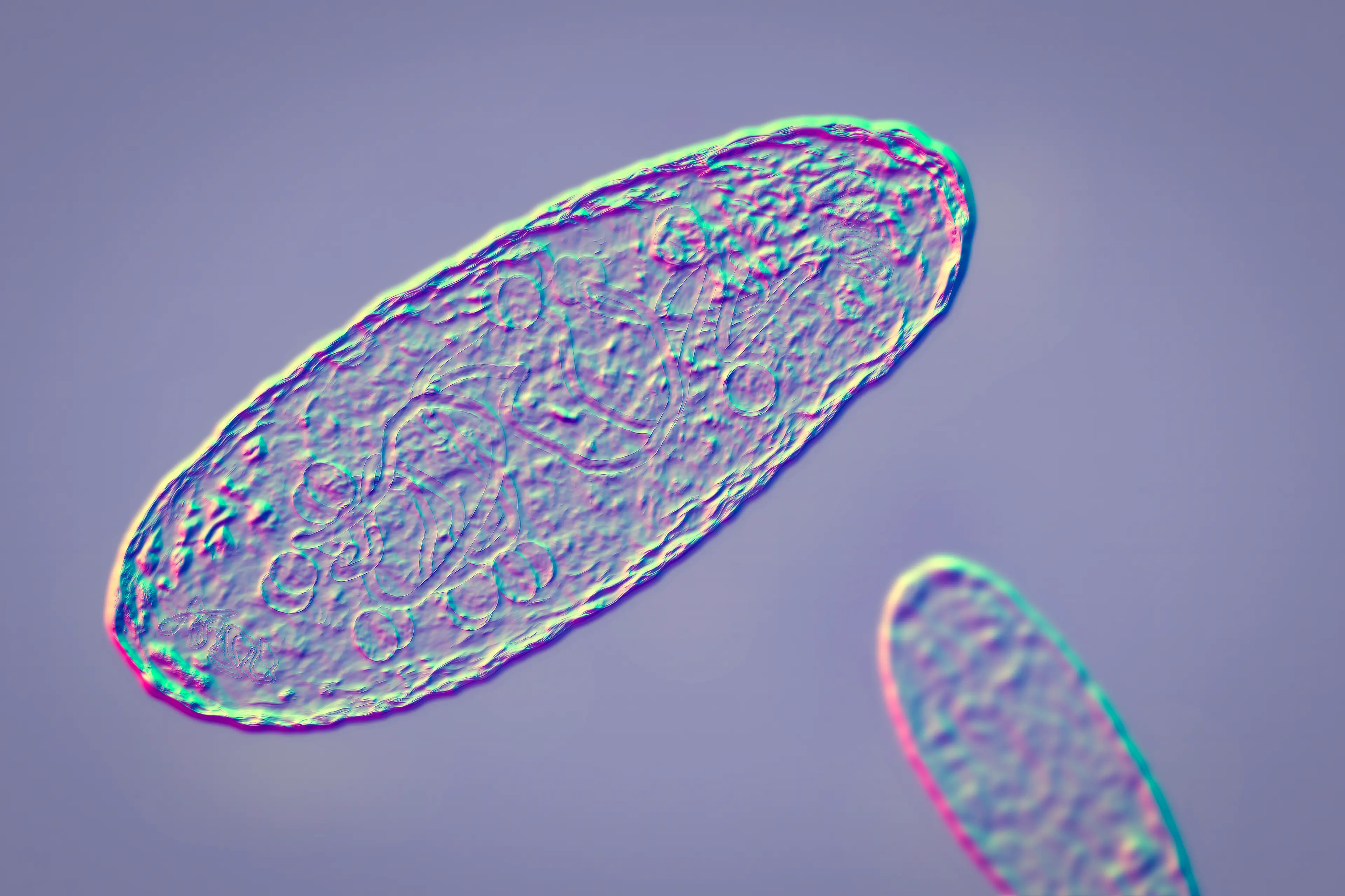 Cases of the plague have recently been reported in the US (Getty Stock Image)