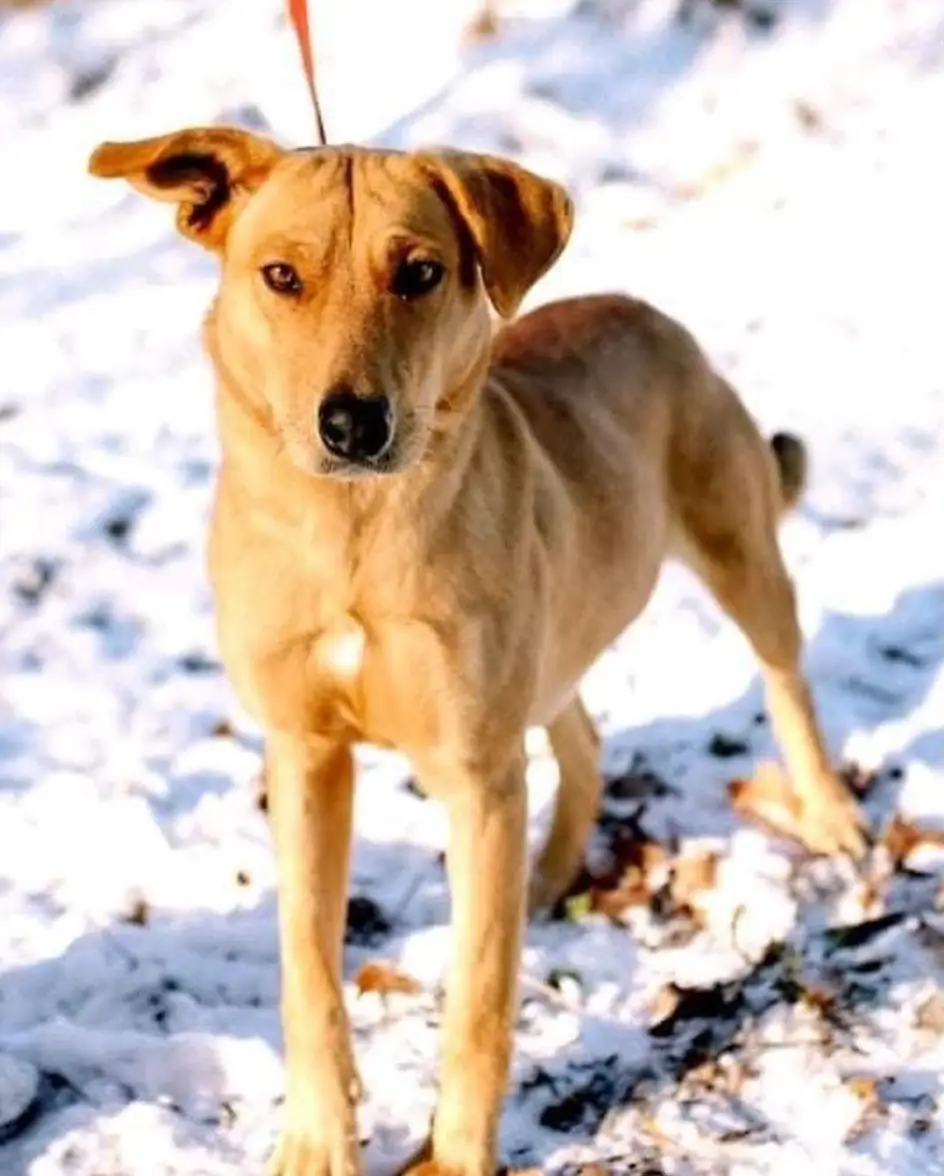 Reddy arrived in the UK from Ukraine. (