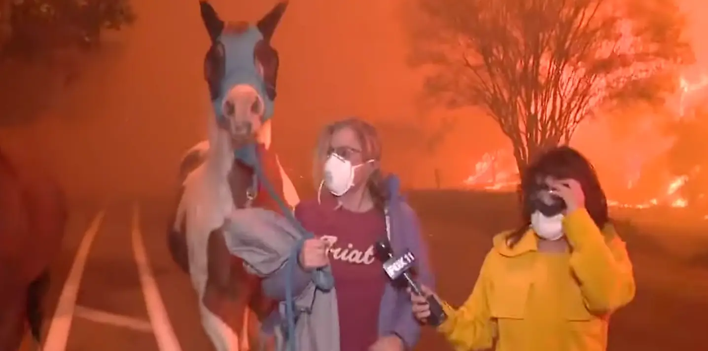 Two locals could be seen rescuing their horses (Fox 11)